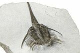 Rare, Psychopyge Termierorum Trilobite - Ofaten, Morocco #381553-4